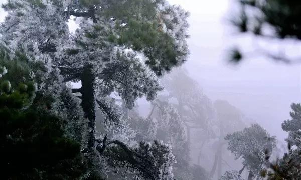 大雨林逃生