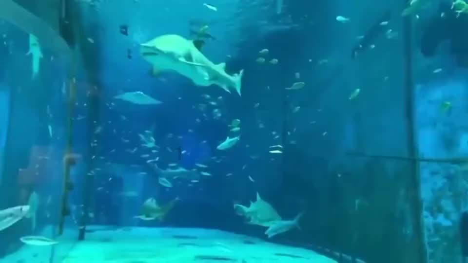 小猫钓鱼开船版最新版下载